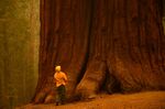 A firefighter looks up the base of a giant sequoia.&nbsp;