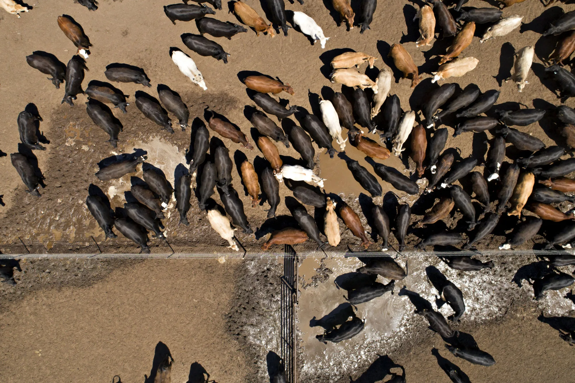 Operations At Texana Feeders Beef Cattle Feedlot As Trump Led U.S. To Brink Of Trade War