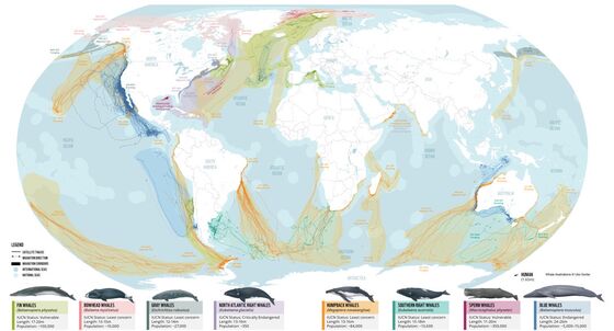 Mapping ‘Whale Superhighways’ to Protect the Fertilizers of the Sea
