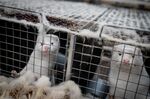 Mette Frederiksen’s&nbsp;2020 order to cull all mink in Denmark over Covid-19 concerns turned out to be illegal.