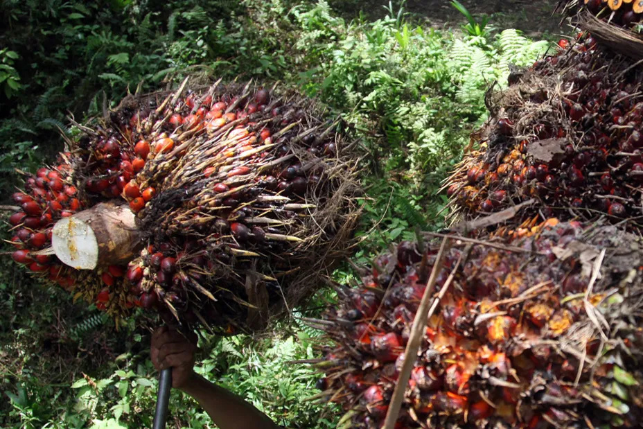 Indonesia has been trying to clamp down on plantations lacking permits or occupying designated forest areas since 2019.