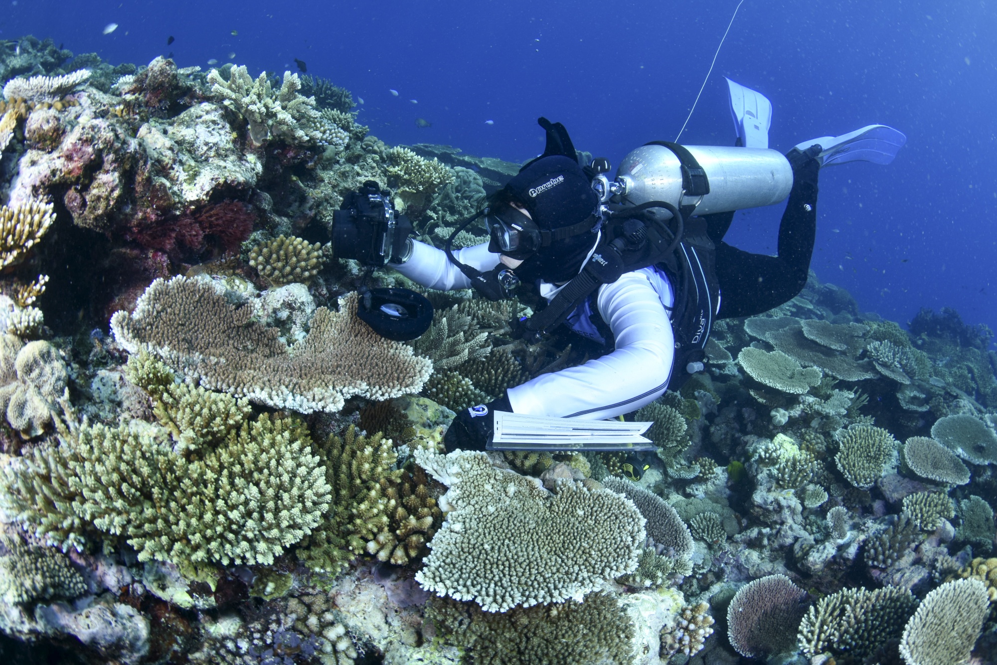 Coral researchers see 'mass mortality' amid Florida Reef bleaching