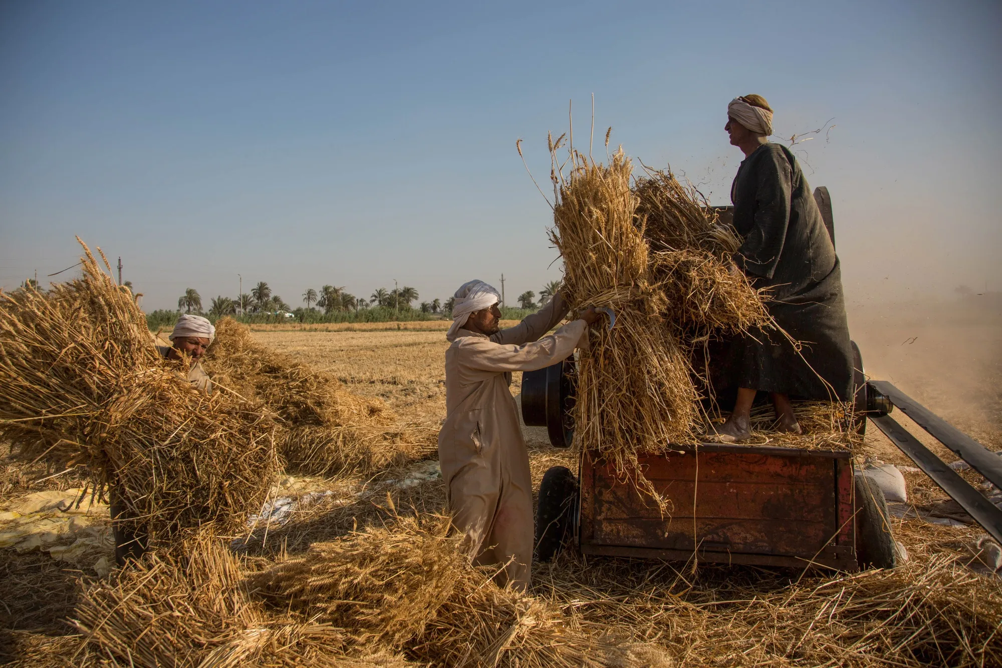 Workers feed harvested wheat into a thresher on a farm in Rahma Village, Fayoum, Egypt.