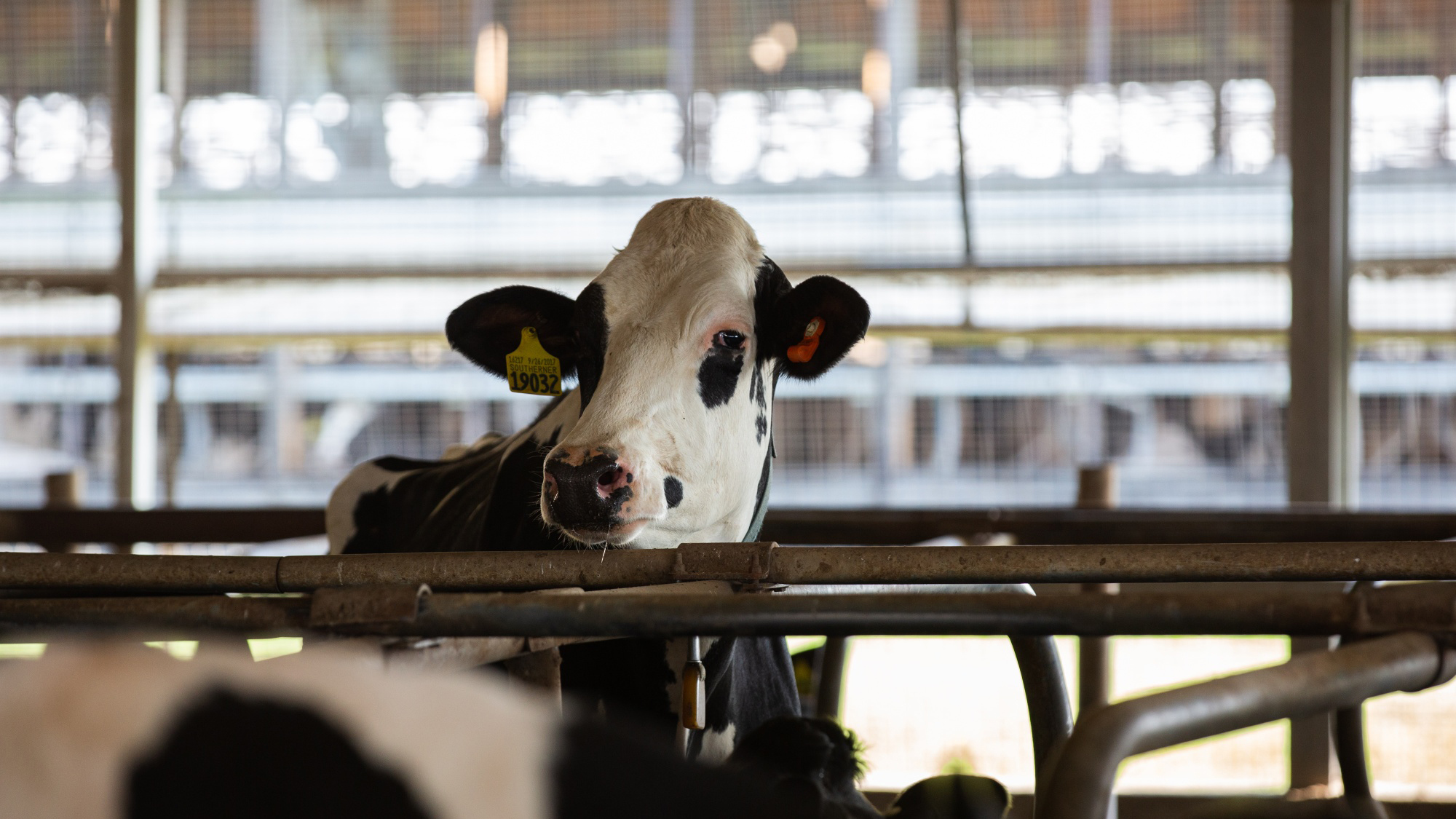 FDA Issues ‘You Are Not a Cow’ Warning After Livestock Drug Ivermectin ...