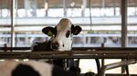 relates to FDA Issues ‘You Are Not a Cow’ Warning After Livestock Drug Use
