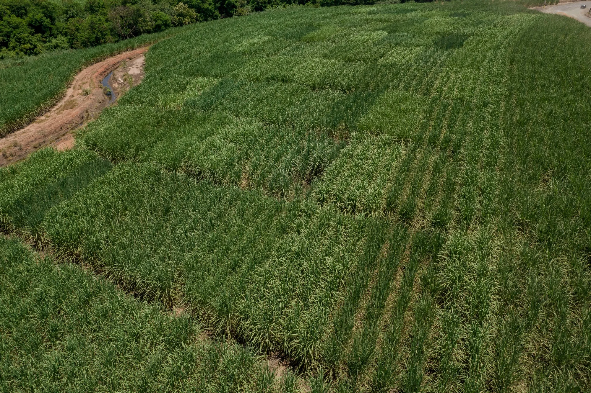 Raizen SA sugarcane fields in Piracicaba, Sao Paulo state, Brazil, on Wednesday, Feb. 19, 2025.