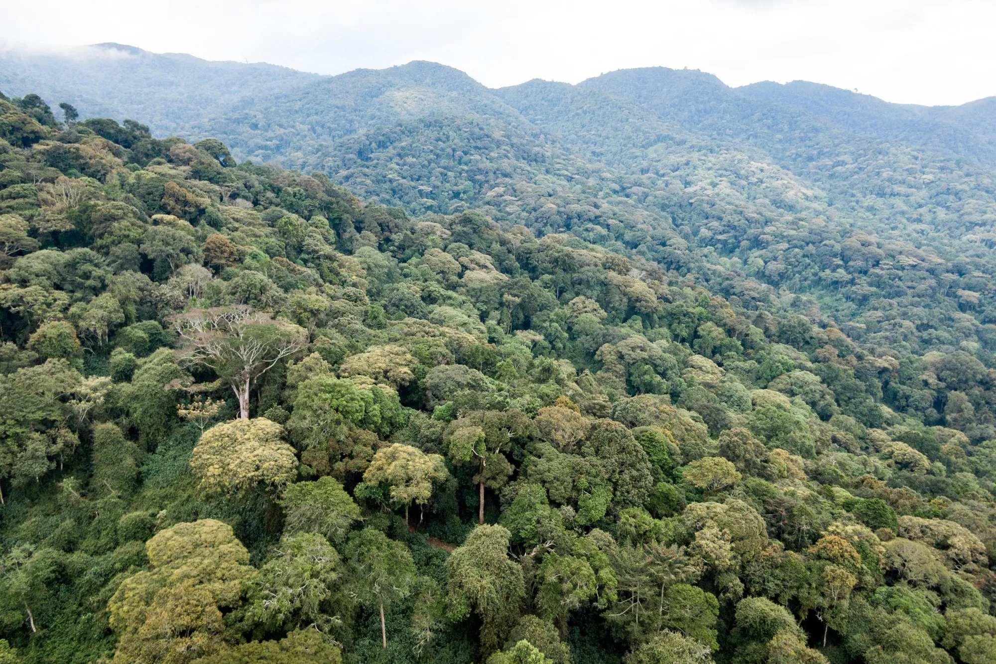 Kibira National Park in Burundi.