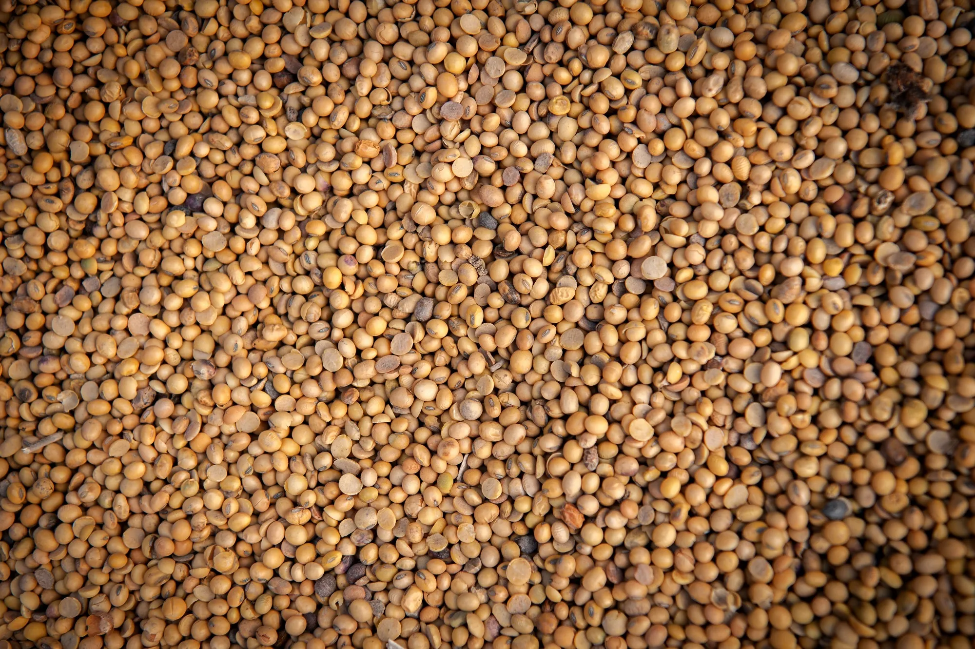Operations at the new Ohio plant will include vegetable-oil refining and lecithin production, as well as packaging capabilities.