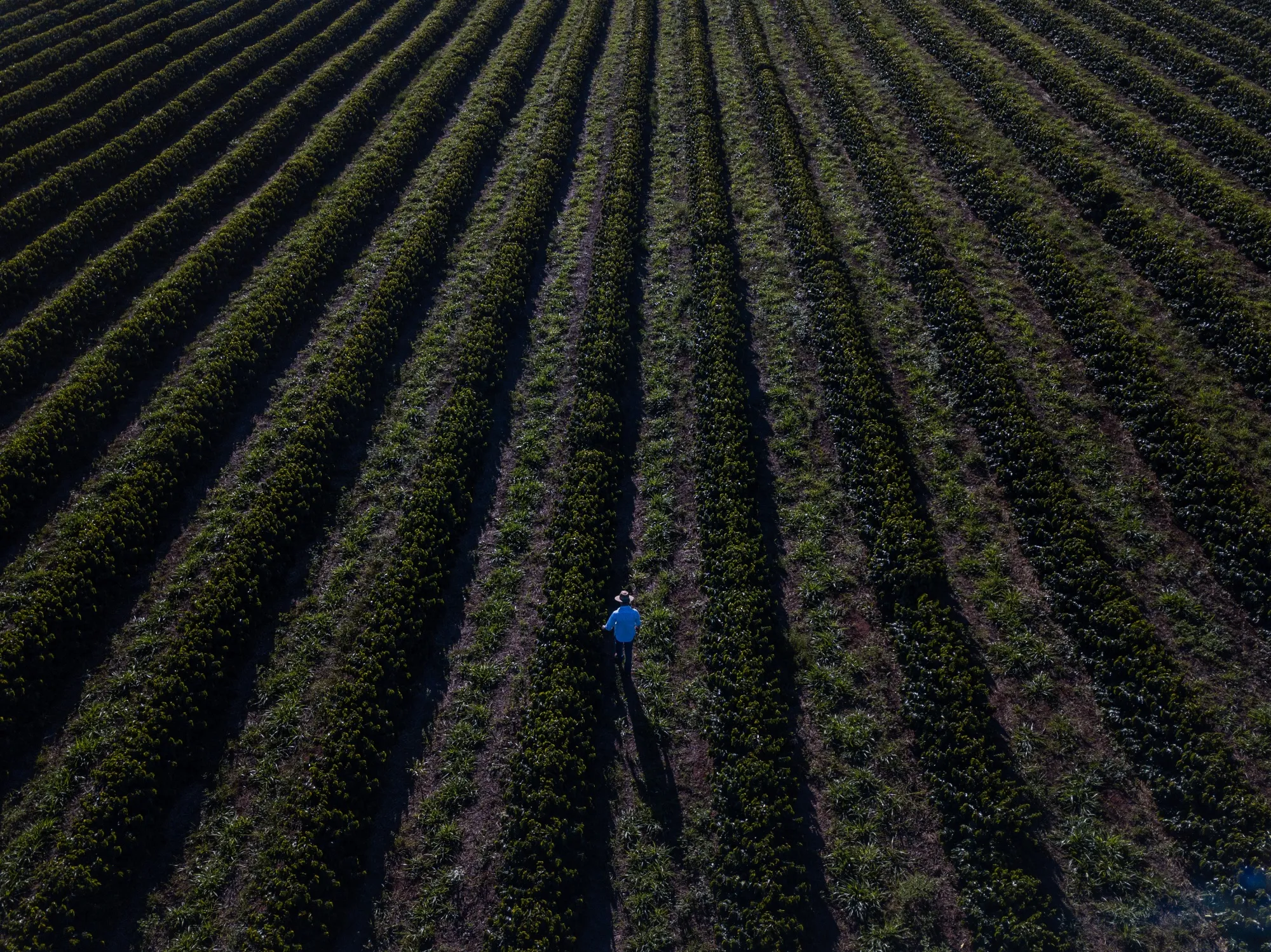Plantação de café em Minas Gerais, Brasil.