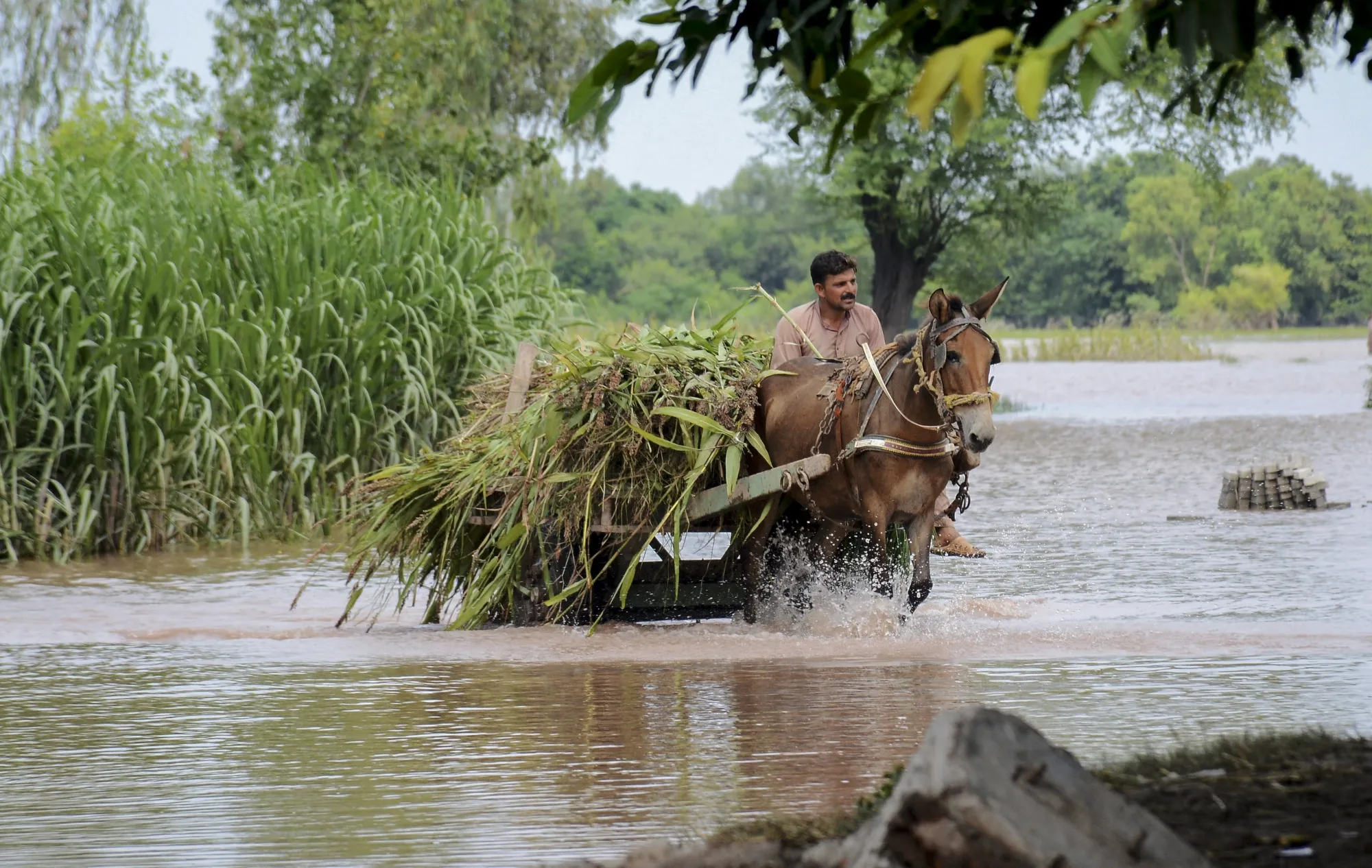 A villager rides a horse cart through floodwaters in Mandi Bahuddin, Pakistan in August.