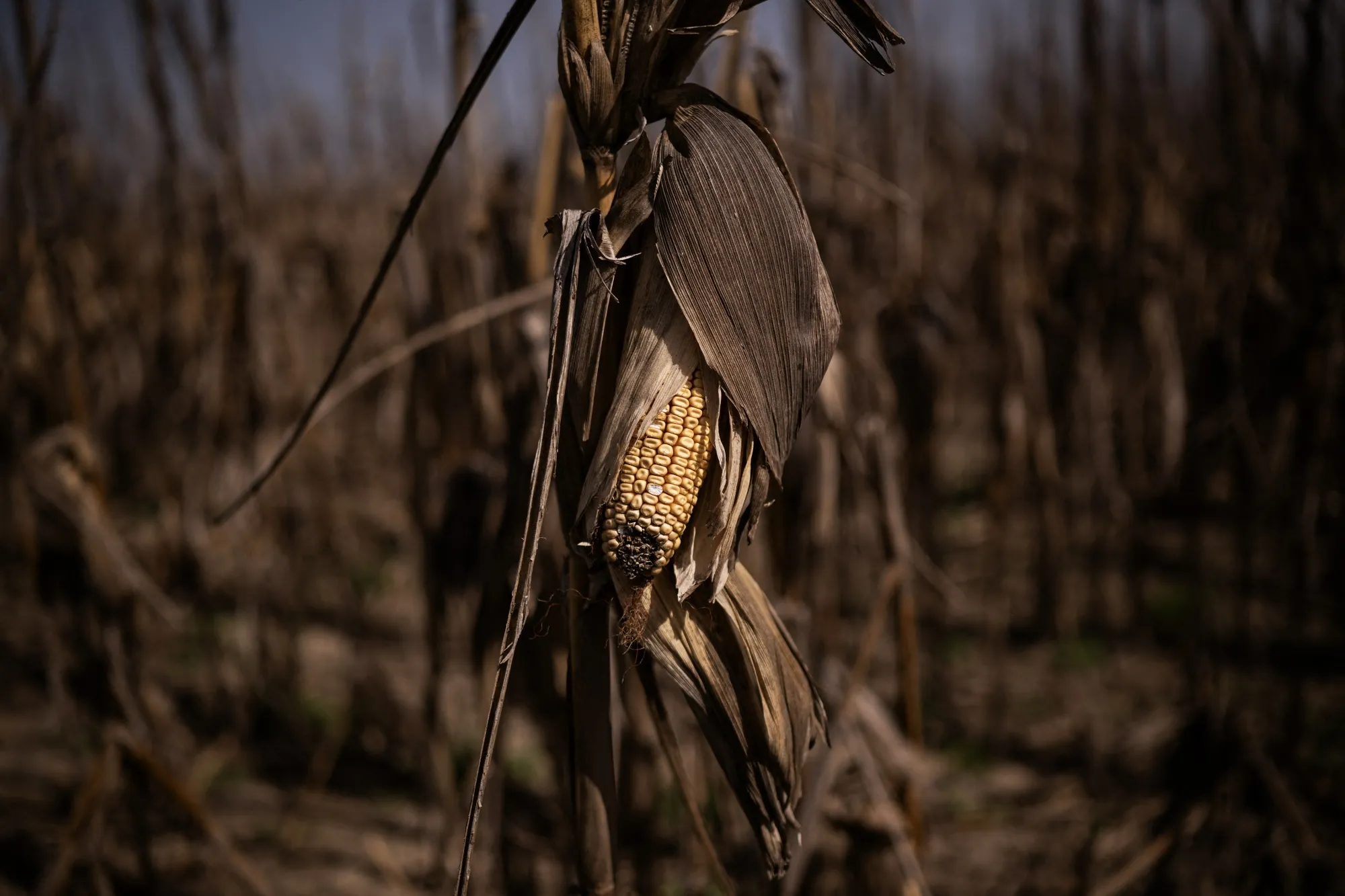 Dry corn in a field.