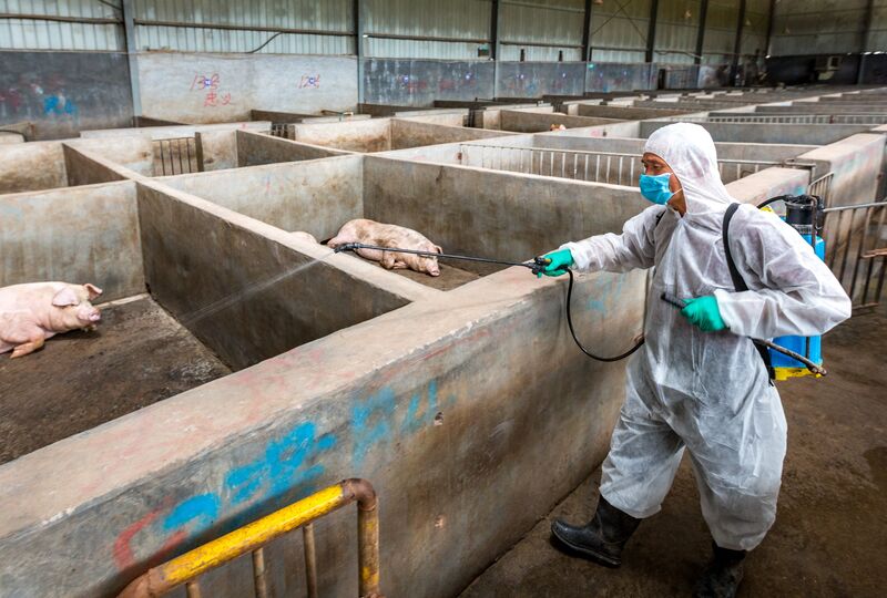 China Responds To Outbreak Of African Swine Fever