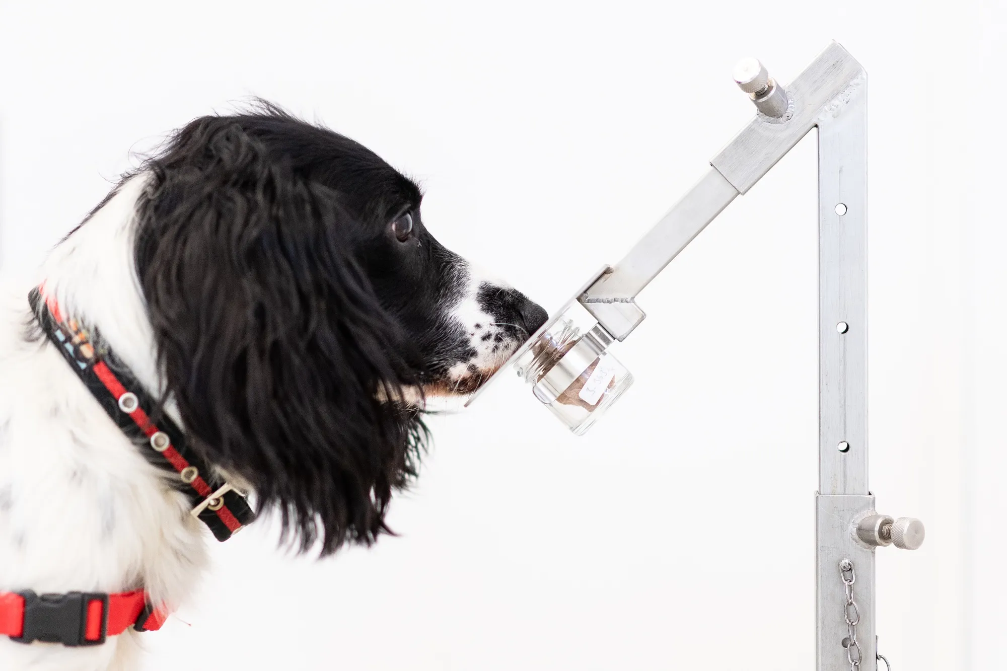A dog detects a sample of a disease from a pot.