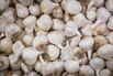 Garlic Production As China Trade Tariffs Benefit California Garlic Growers 
