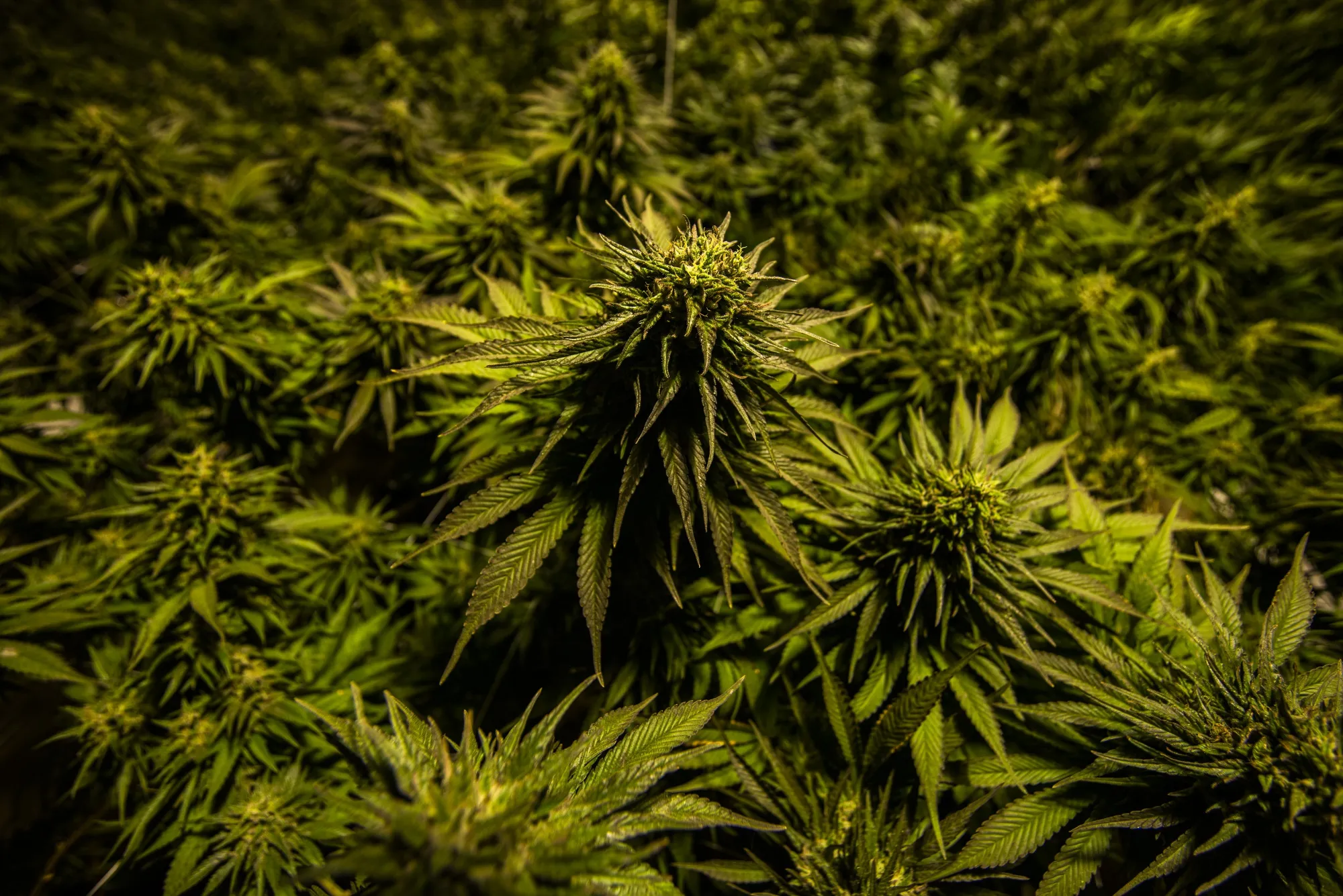 A Tiny African Kingdom Wants to Export Its Cannabis to the World