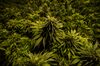 A Tiny African Kingdom Wants to Export Its Cannabis to the World