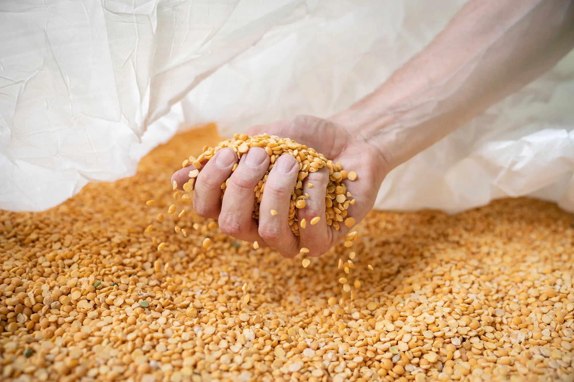 Yellow peas at a&nbsp;pea protein processing facility in Dawson, Minnesota.