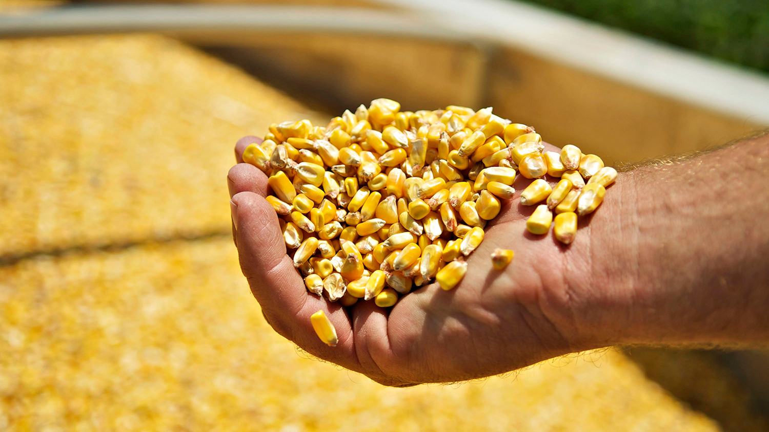 Farmer Mike Vis holds a handful of corn on his farm in Valley Springs, South Dakota, U.S., on Tuesday, July 8, 2008.
