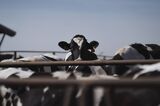 Extreme Heat Is Stressing Cows, Imperiling Global Dairy Supply