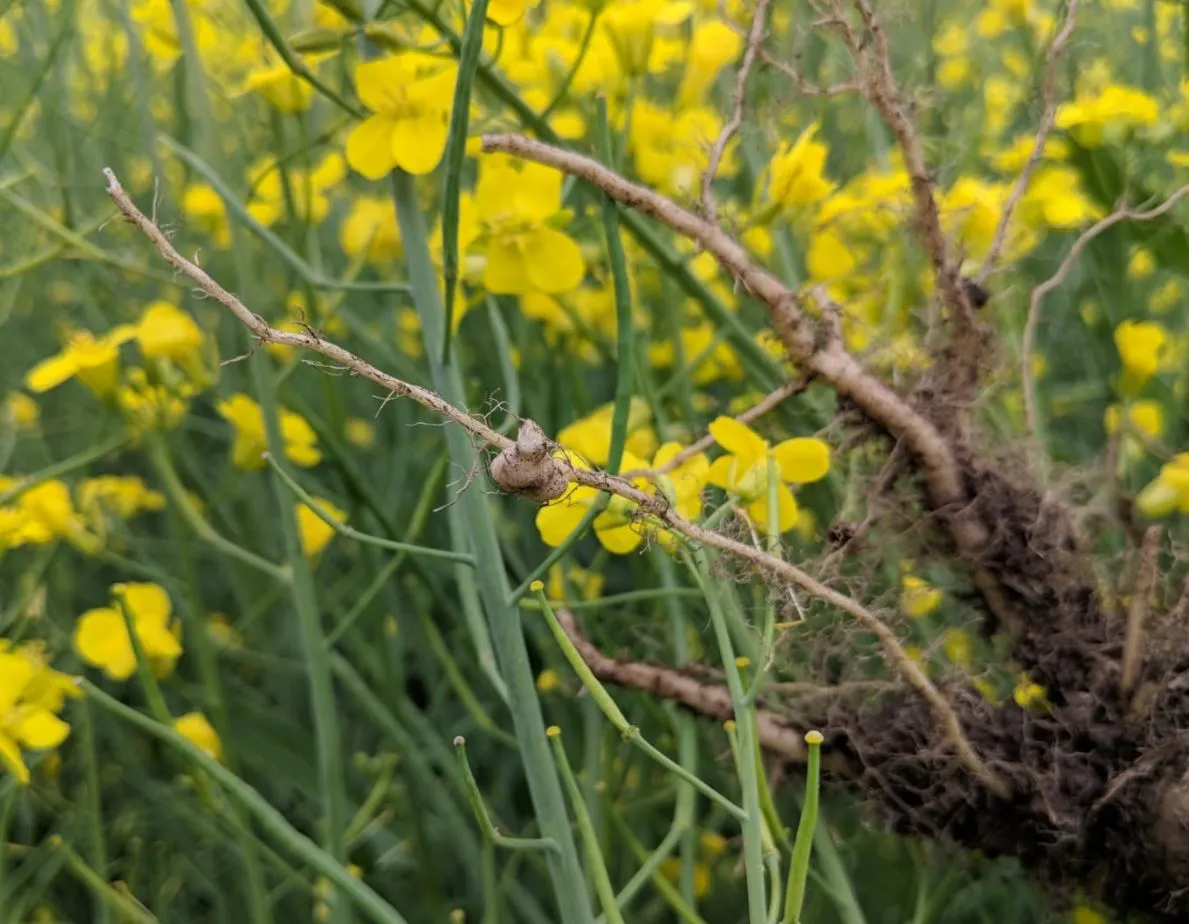 There are nearly 3,000 confirmed fields with clubroot