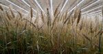 Indoor wheat cultivation at Infarm.