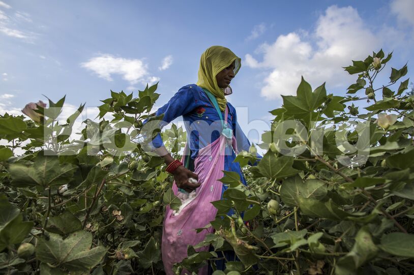 Cotton Cultivation as Dry Weather Hurts Yields