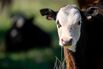 China Raises Tariff On U.S. Beef To 56% As Trade War Escalates