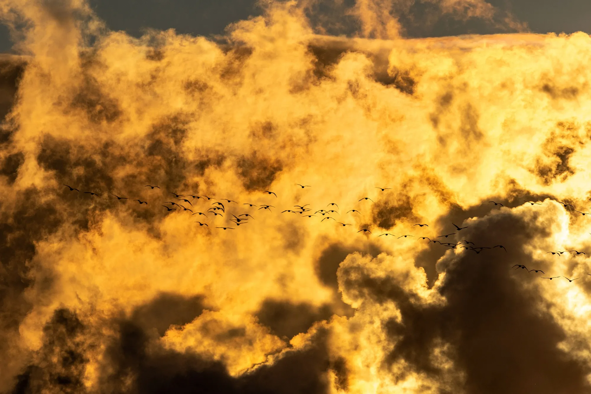 Buyers use carbon offsets to compensate for their emissions, but analysis shows at least half of those bought last year likely fail to do that job.