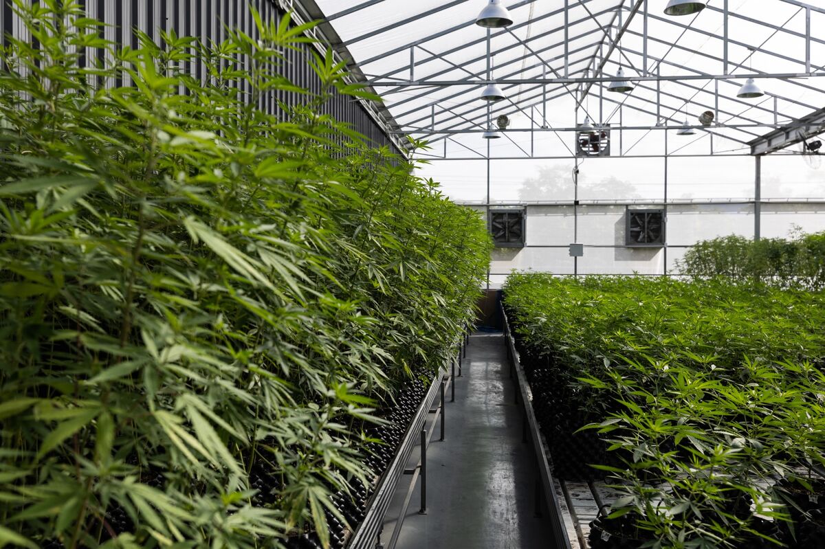 Buy marijuana auto seeds in Portland Oregon - safe