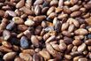 GHANA COCOA