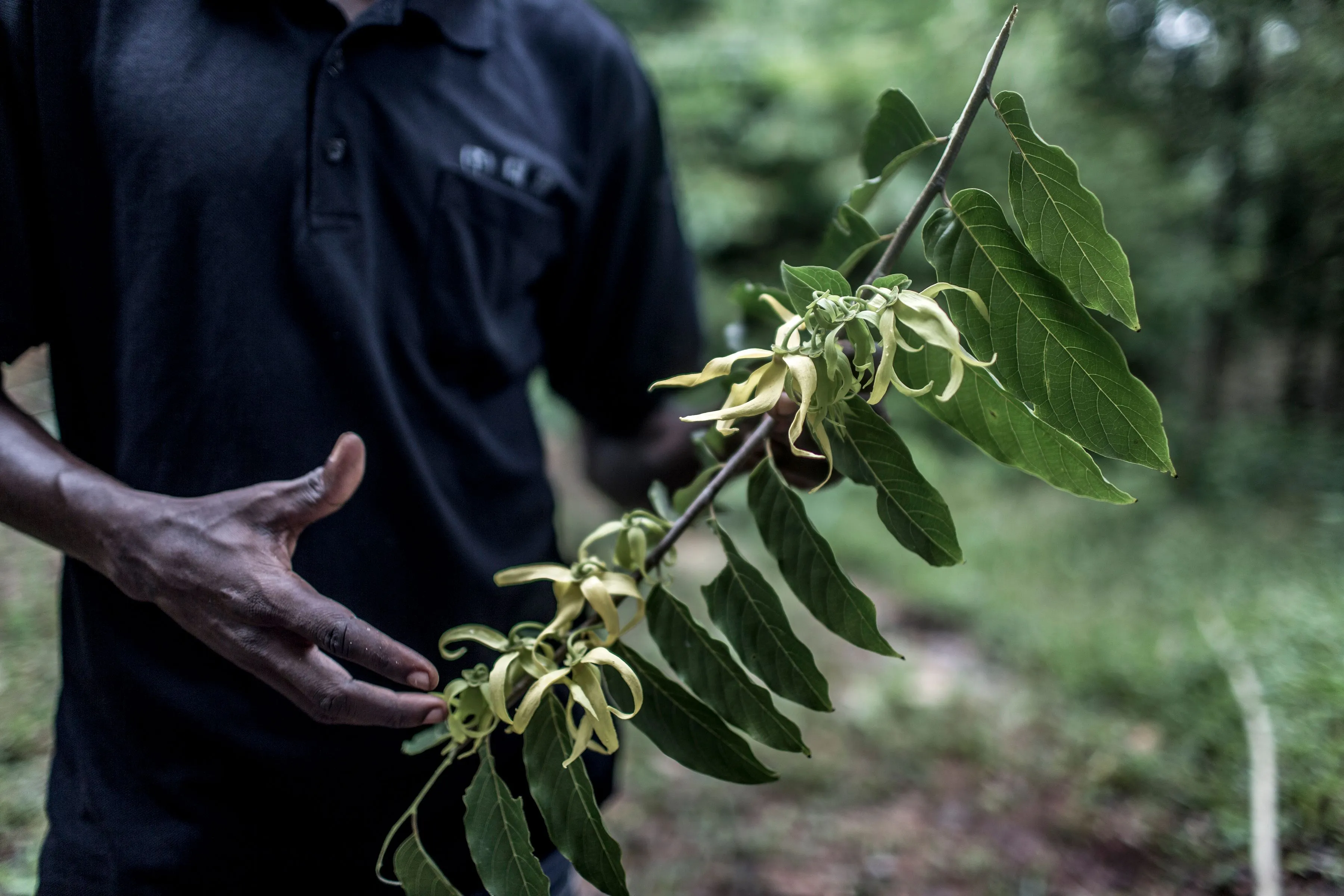 A worker holds a Ylang-ylang flower on a spice farm outside Stone Town, Tanzania.&nbsp;