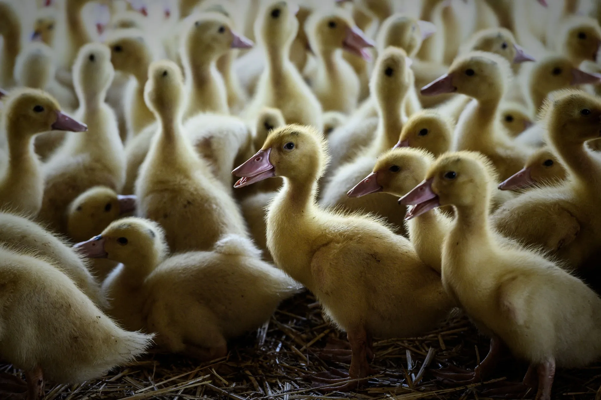 The H5N9 version is thought to come from a genetic combination of other bird flu viruses, including H5N1.