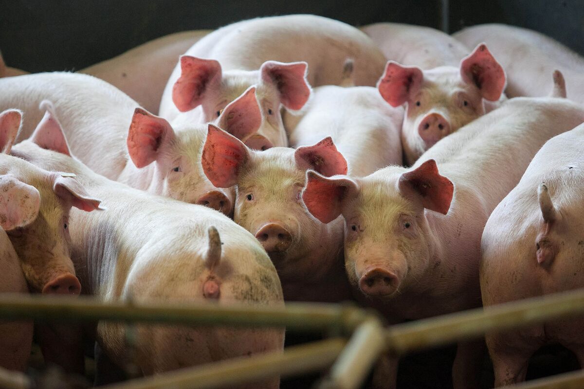 Hog farmers in Russia are producing so much pork that they are selling it o...