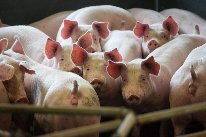 Pig Farming As Russia Bans Pork Imports From The European Union