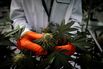 Aphria, Tilray Combine To Create Biggest Cannabis Company