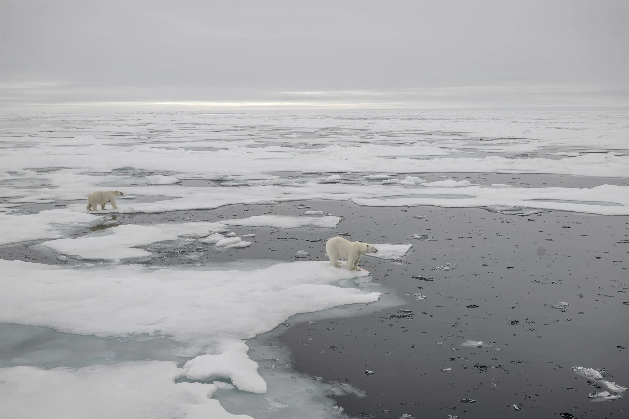 Polar bears near&nbsp;Svalbard, Norway, on July 15.&nbsp;