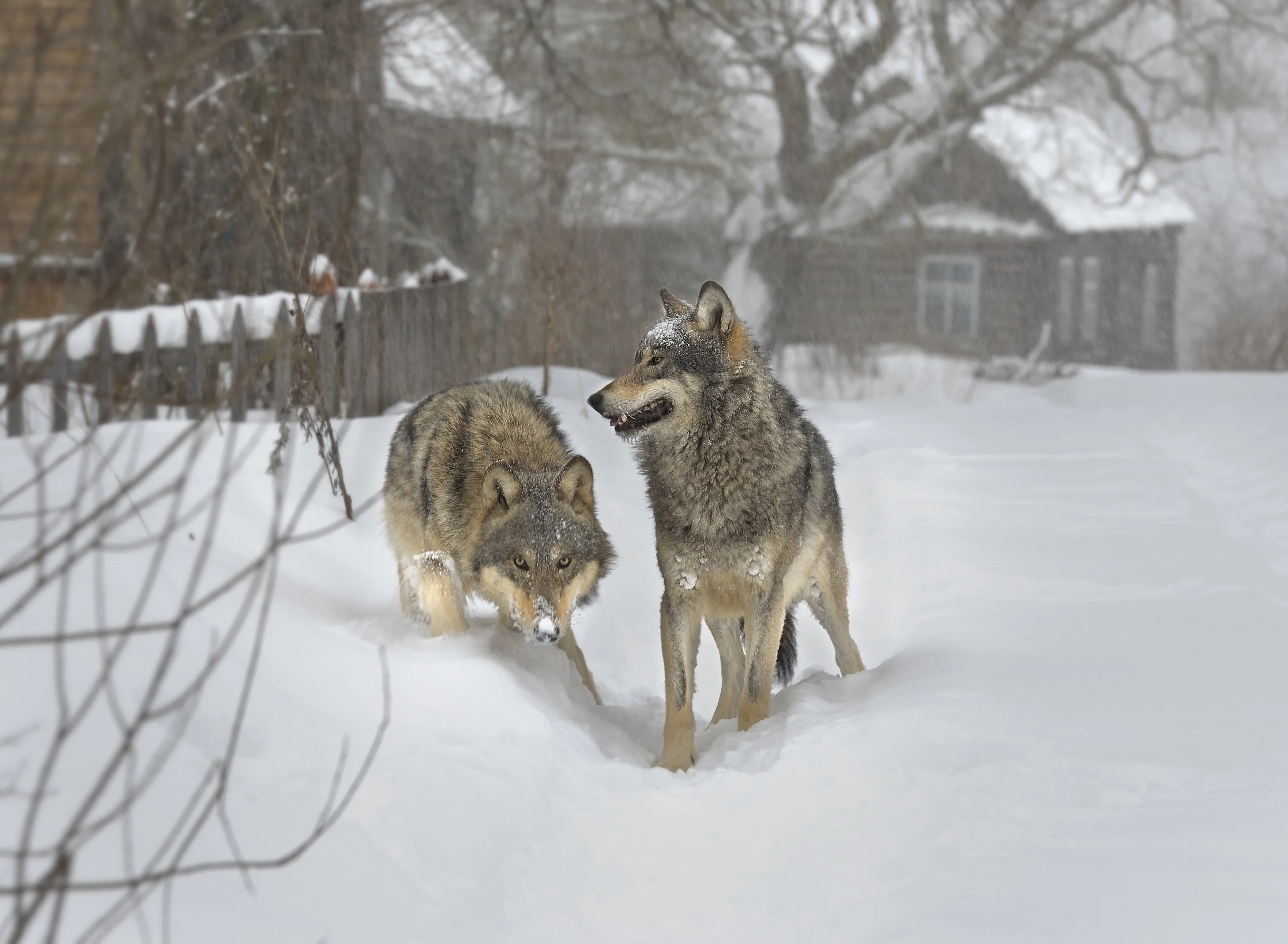 Wolves.