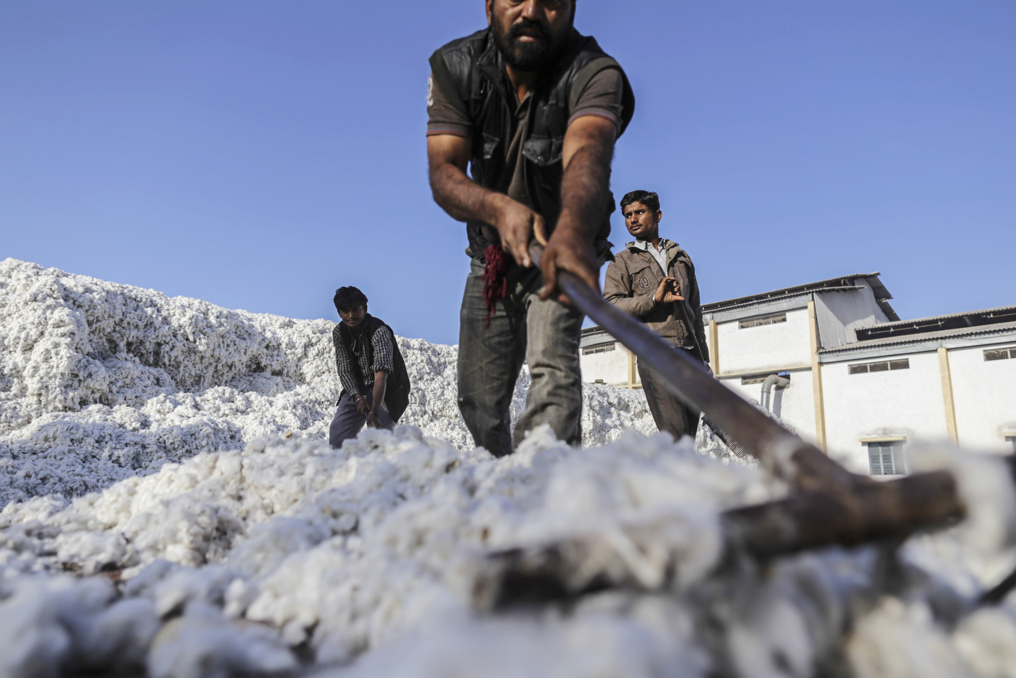 Cotton Harvest And Production As World Stockpiles Forecast To Be Second-Largest Ever At End Of Season