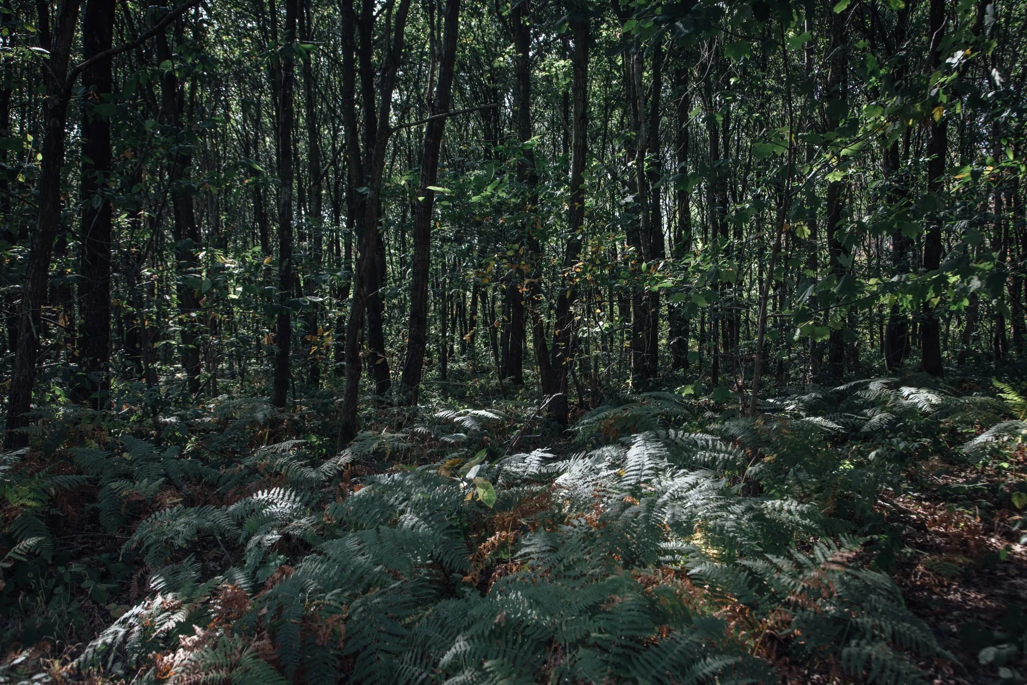 The forest floor in Montmorency, France photographed in&nbsp;2020.