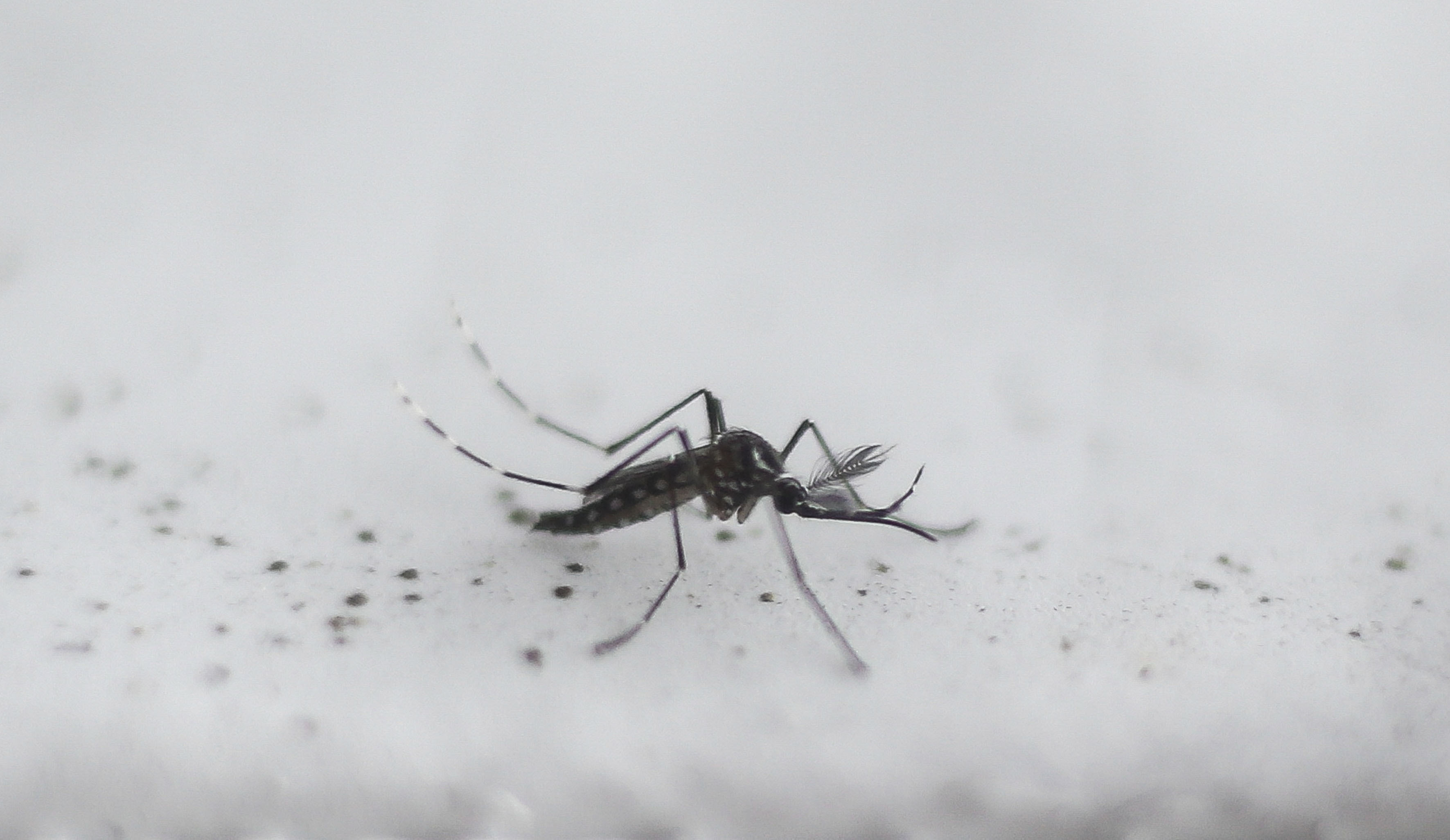 Mosquito-borne diseases become climate reality in warming Pacific, Health  News