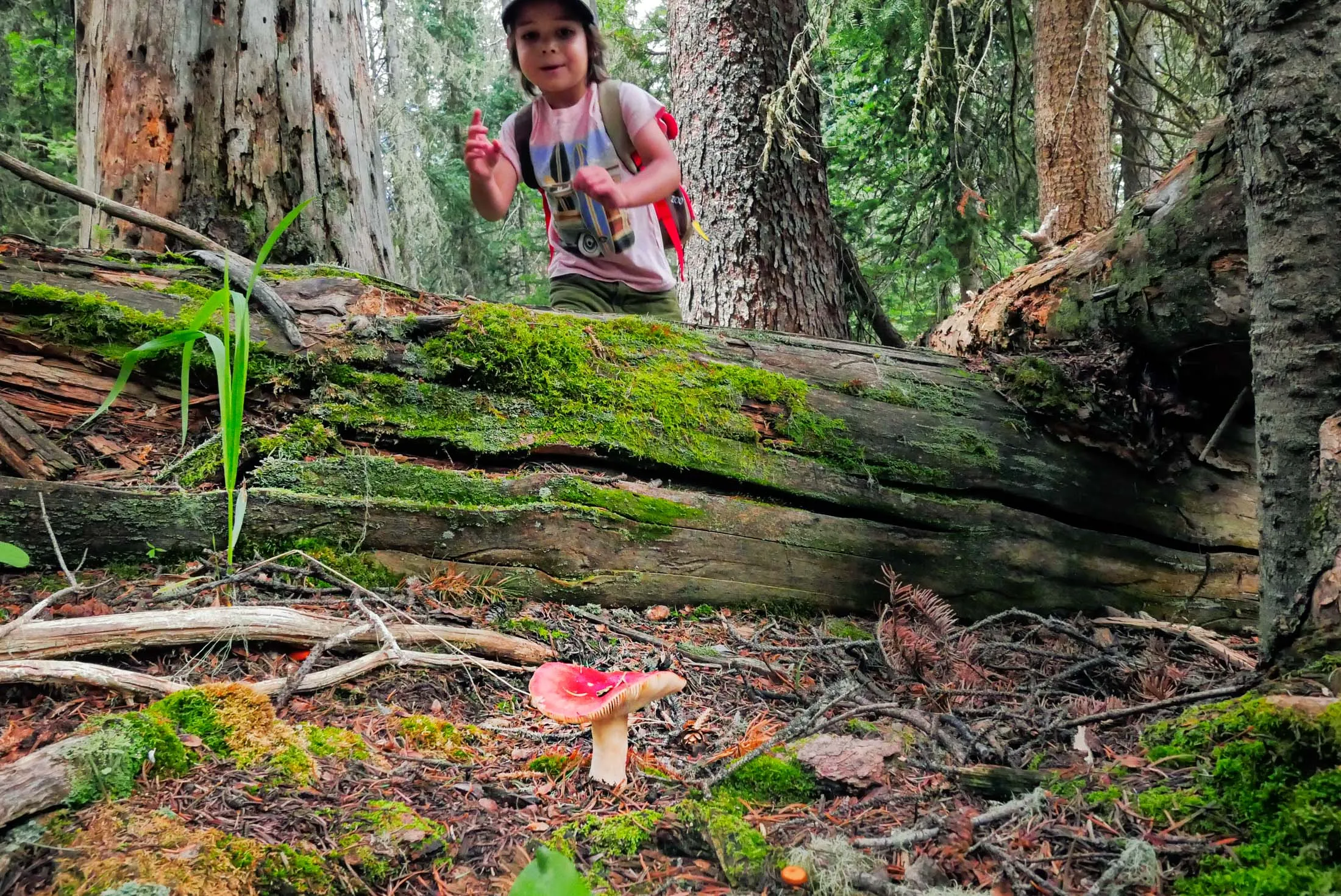 Foraging in the mountains around Telluride, Colo.,&nbsp;with Madeline Hotel &amp; Residences.