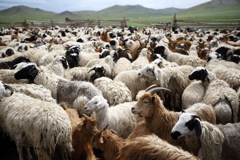 Sheep on a farm in Mongolia
