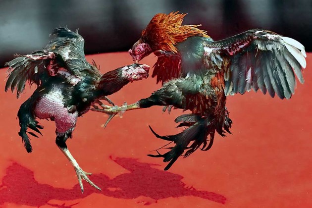 Walmart Says Rooster Combat at Mexican Store 'Wasn't a Cockfight