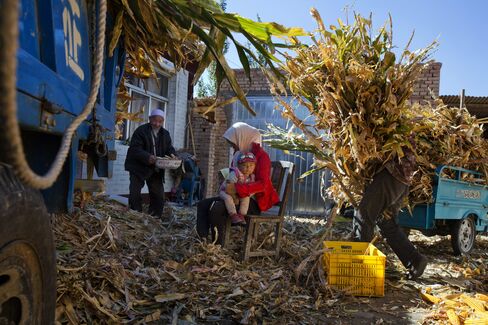 Residents affect by drought sort corn.
