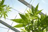 JOHNSTOWN, NY - AUGUST 19: Cannabis plants grow in the greenhouse at Vireo Health's medical marijuana cultivation facility, August 19, 2016 in Johnstown, New York. New York state lawmakers voted to legalize marijuana for medical use in 2014 and the law took effect in January 2016. Currently, five organizations are allowed to grow and sell the drug for medical use in the state. New York's new law only allows people with 'severe debilitating or life threatening conditions' to obtain marijuana for medical use. (Photo by Drew Angerer/Getty Images)