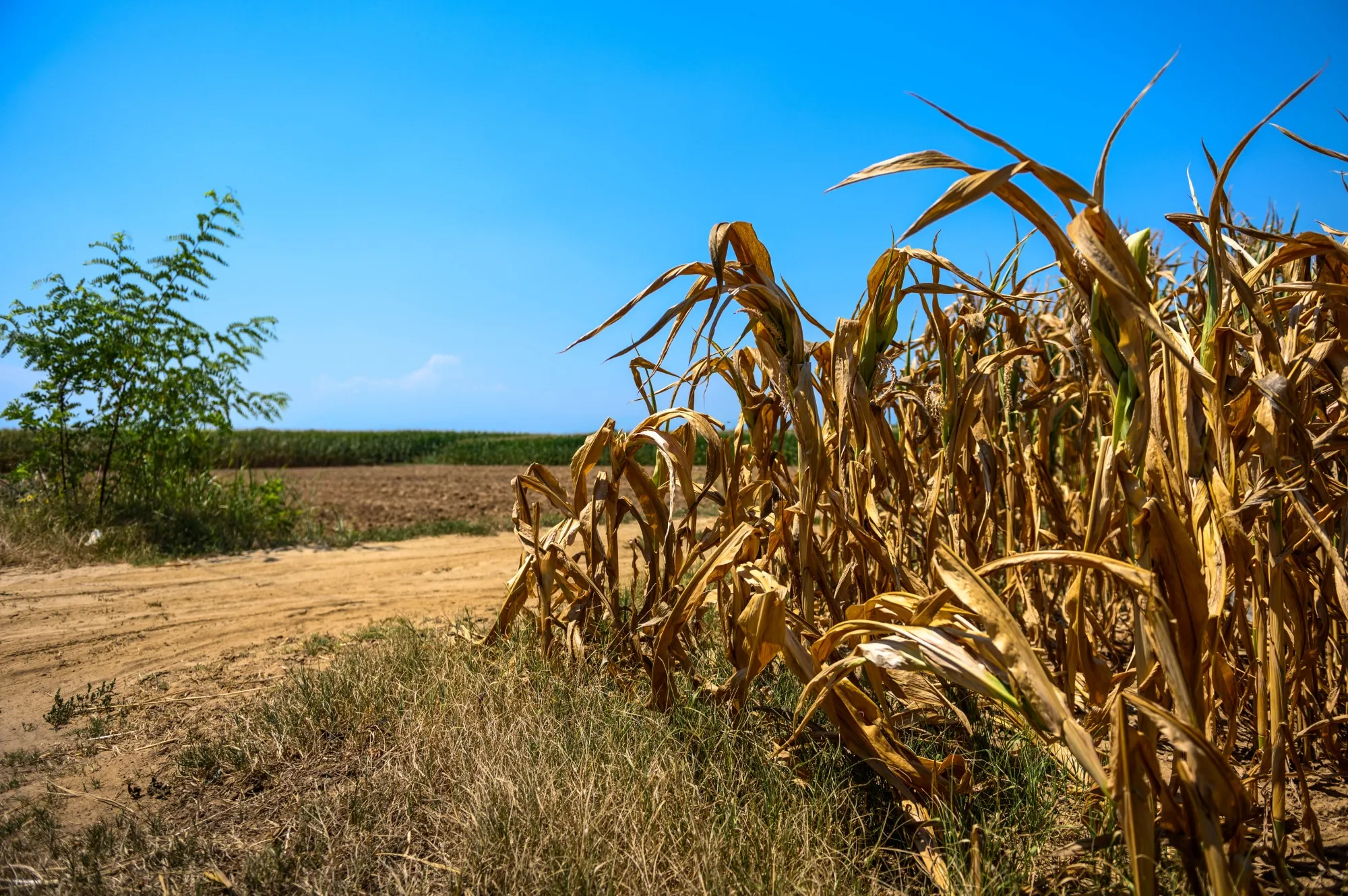 A field of dry corn under a blue sky.