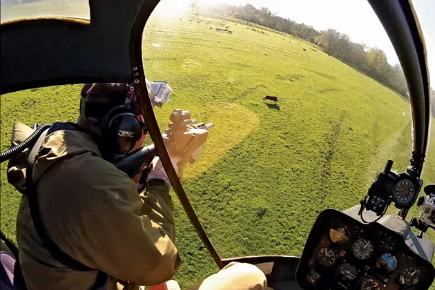 If landowners consent, aerial hunters can kill up to 100 pigs in a few hours