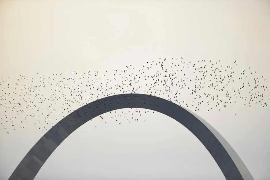 A flock of birds flies past the Gateway Arch.