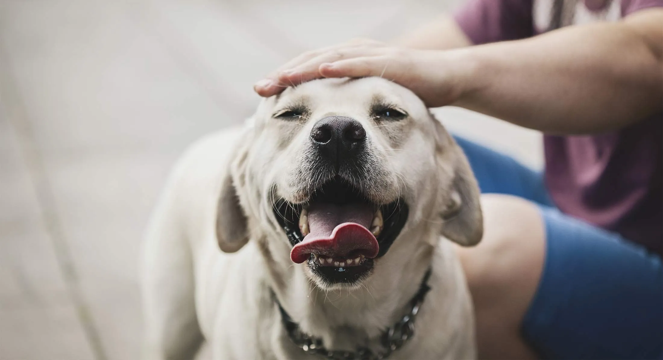 Dog being stroked by his owner