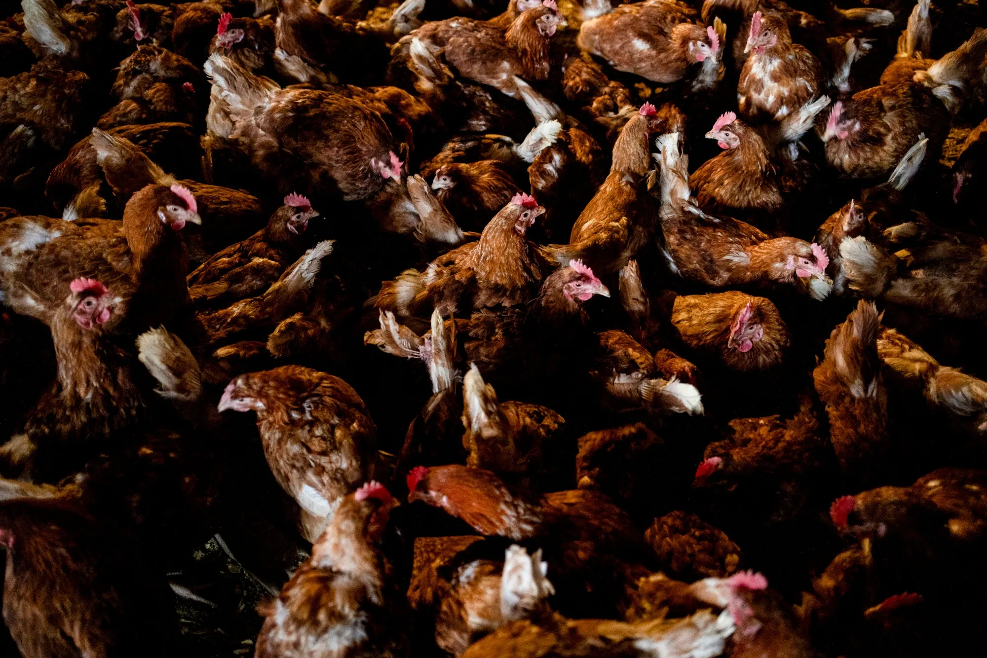 ISA Brown chickens in a chicken coop at an egg farm in Mason, Michigan, March 3, 2025.&nbsp;